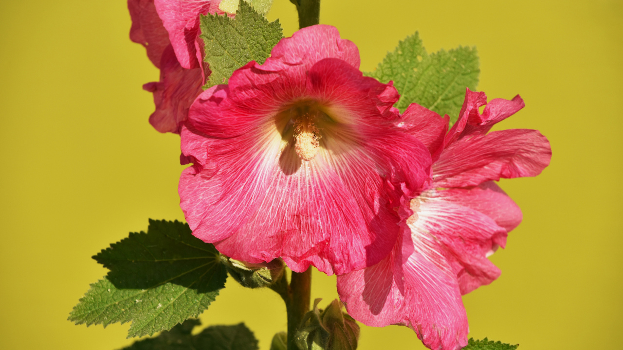 Розовые цветы мальва на желтом фоне