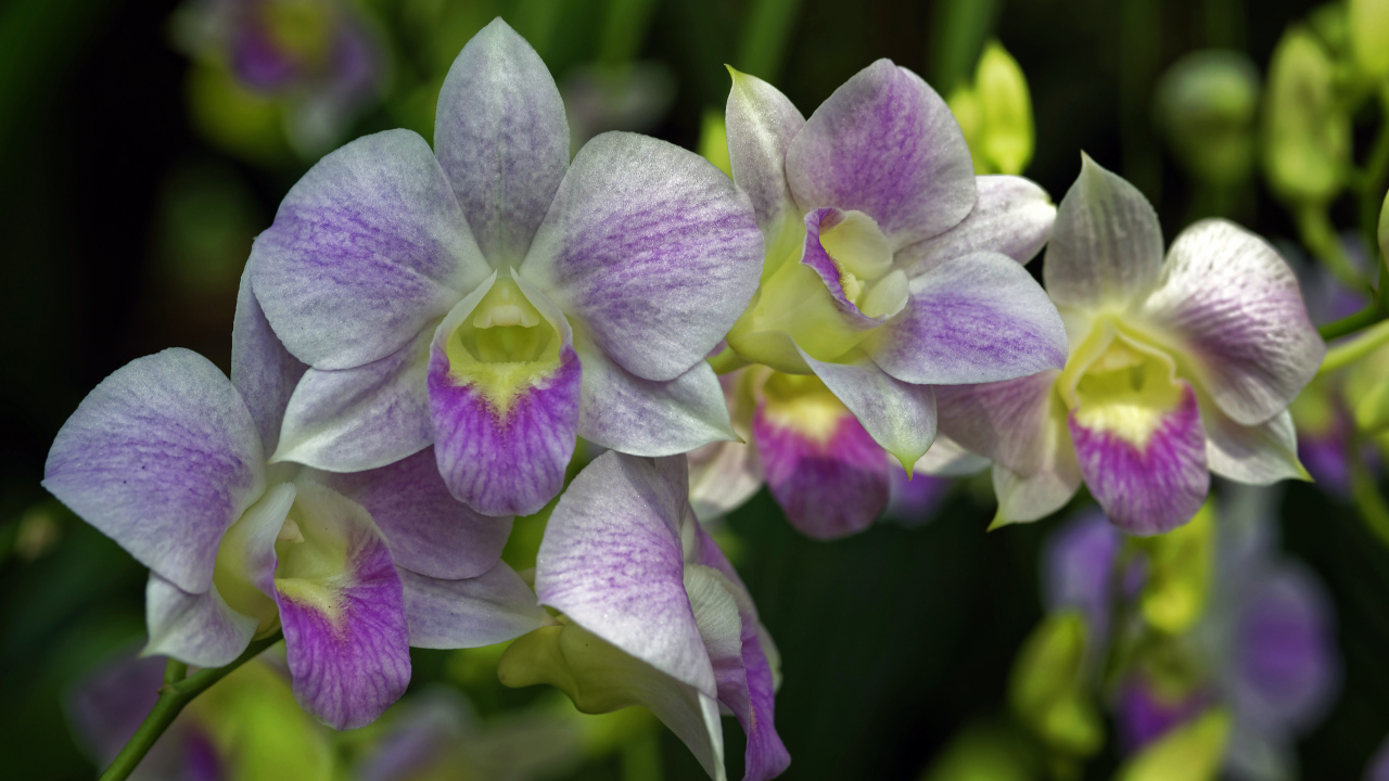 Розовые цветы орхидеи крупным планом