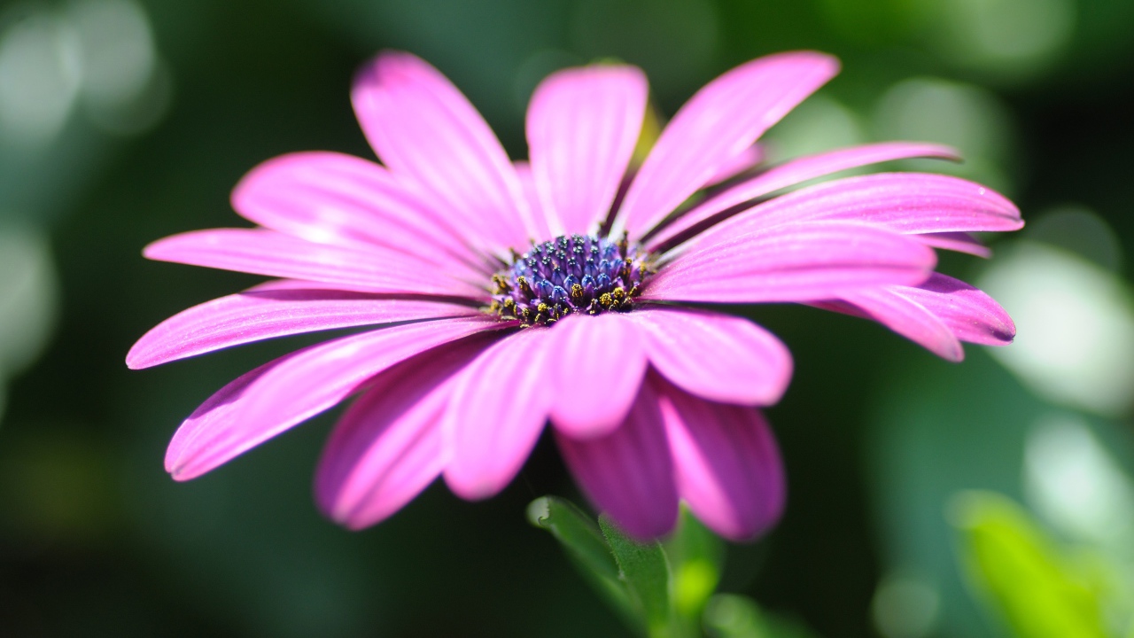 Розовый цветок остеоспермум крупным планом