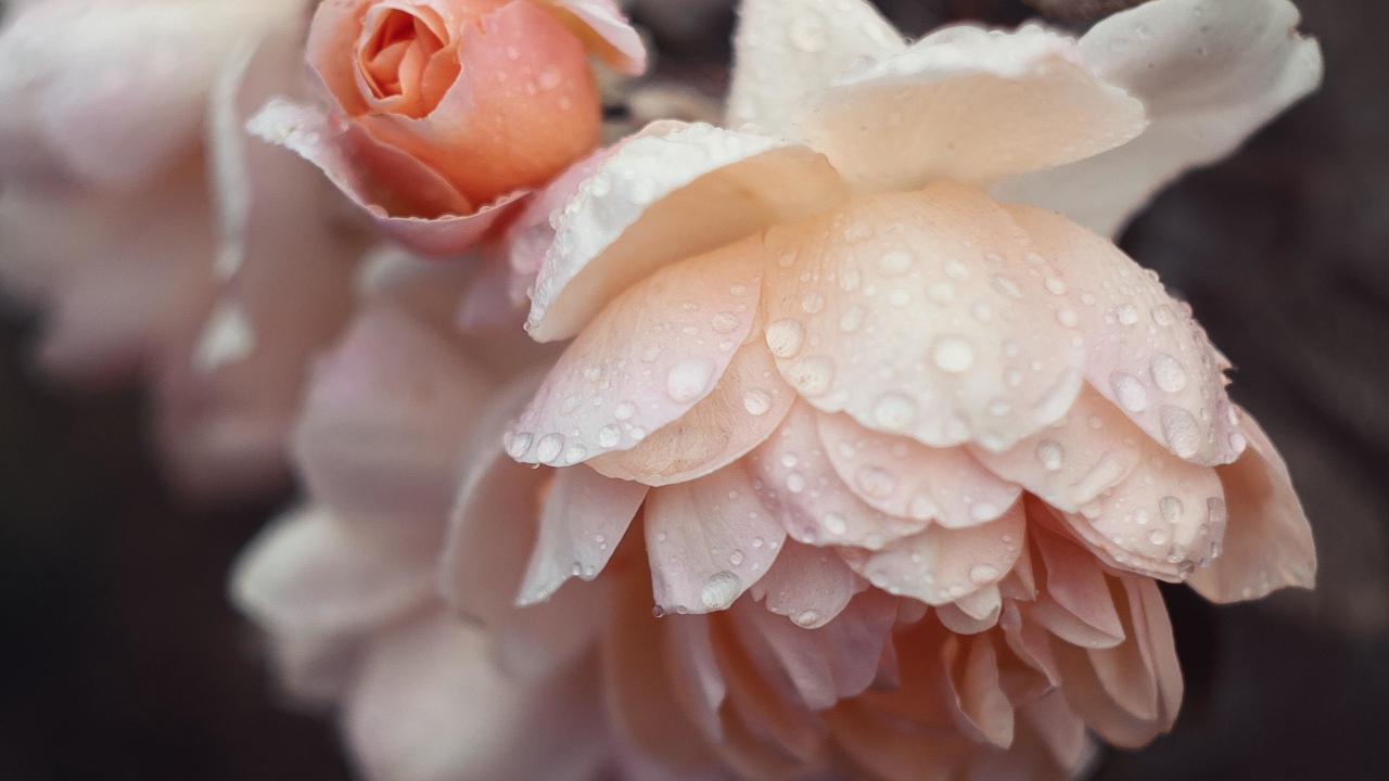 Розовые цветы розы в каплях дождя 