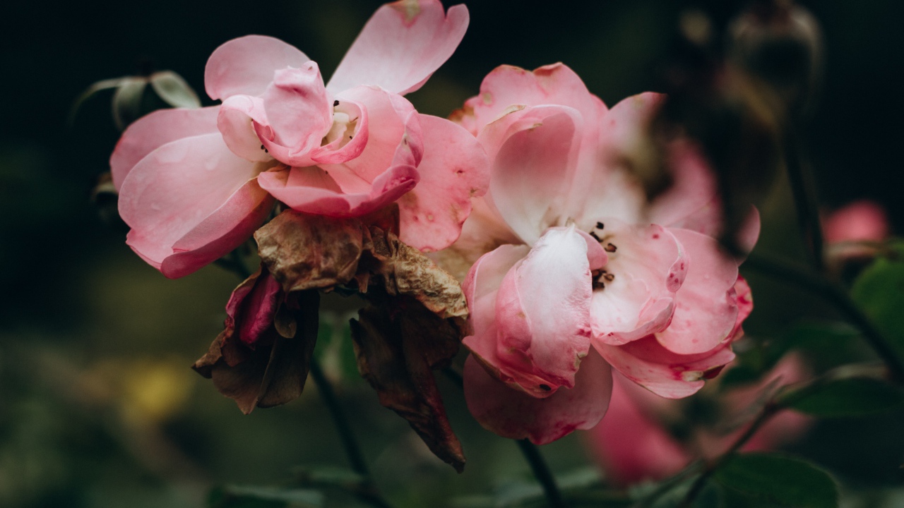 Лепестки розовой розы опадают на землю 