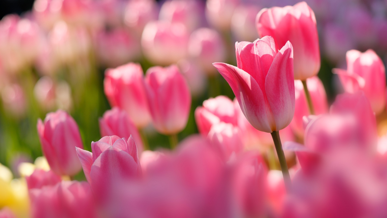 Розовые тюльпаны в лучах солнца на клумбе