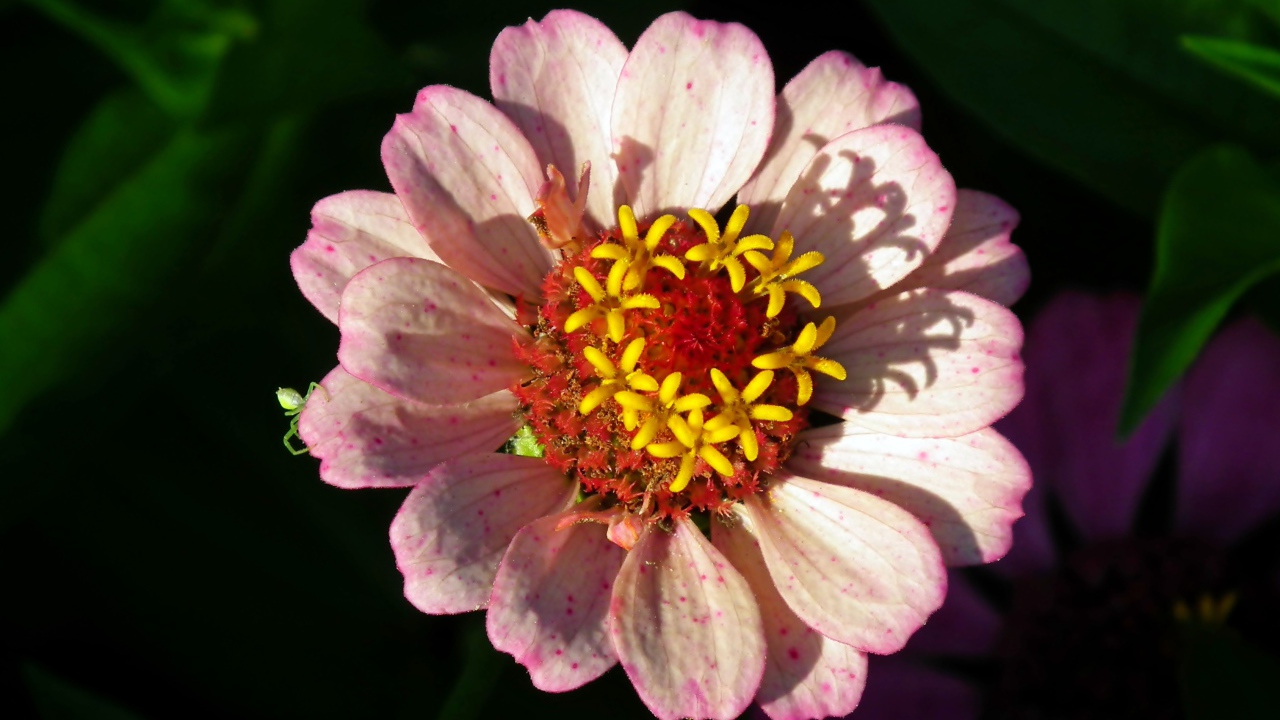 Розовый цветок циннии в лучах солнца