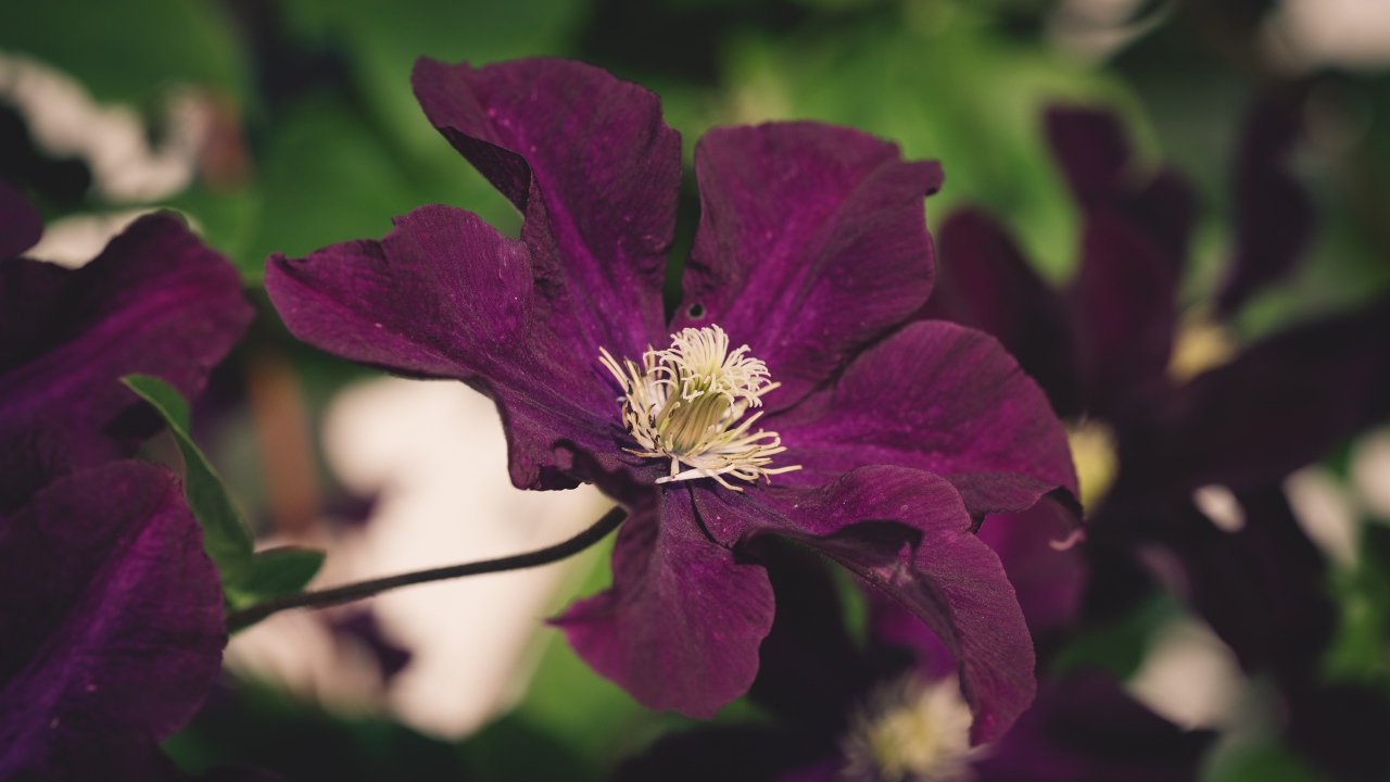 Фиолетовый цветок клематиса крупным планом