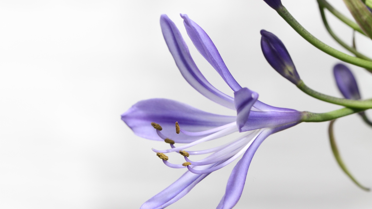 Фиолетовый цветок агапантус на белом фоне