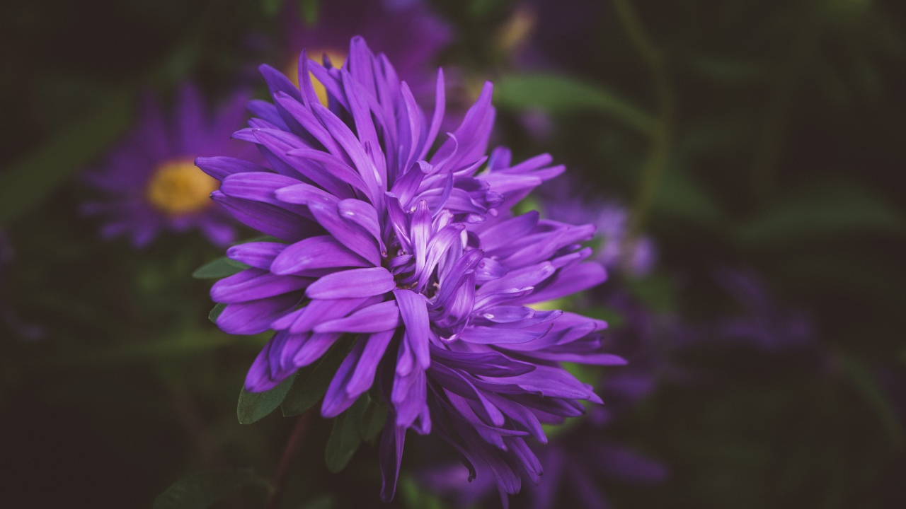 Фиолетовый цветок астры на клумбе 