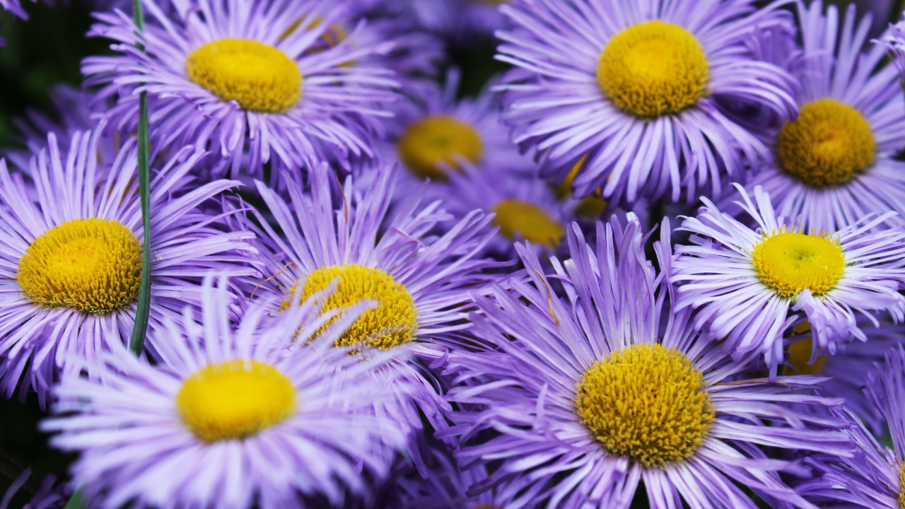 Фиолетовые цветы астры крупным планом 