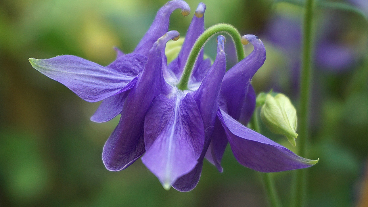 Фиолетовый цветок водосбор с бутоном крупным планом