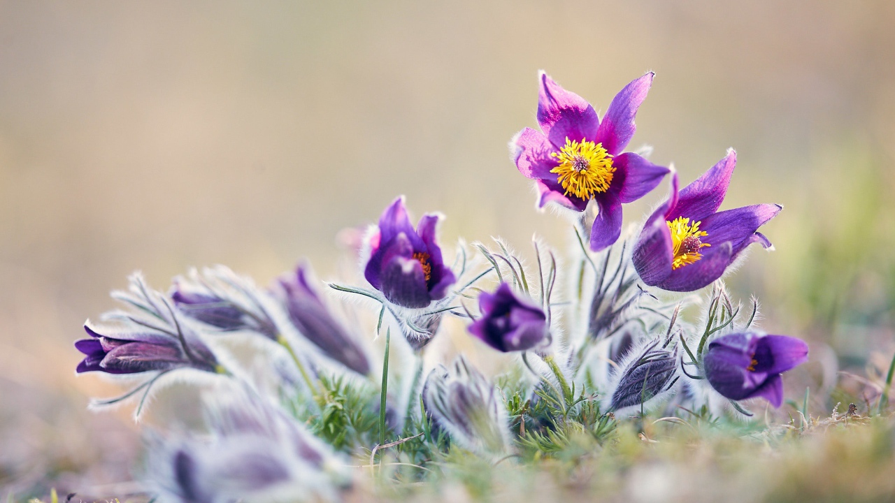 Фиолетовые цветы прострел в поле