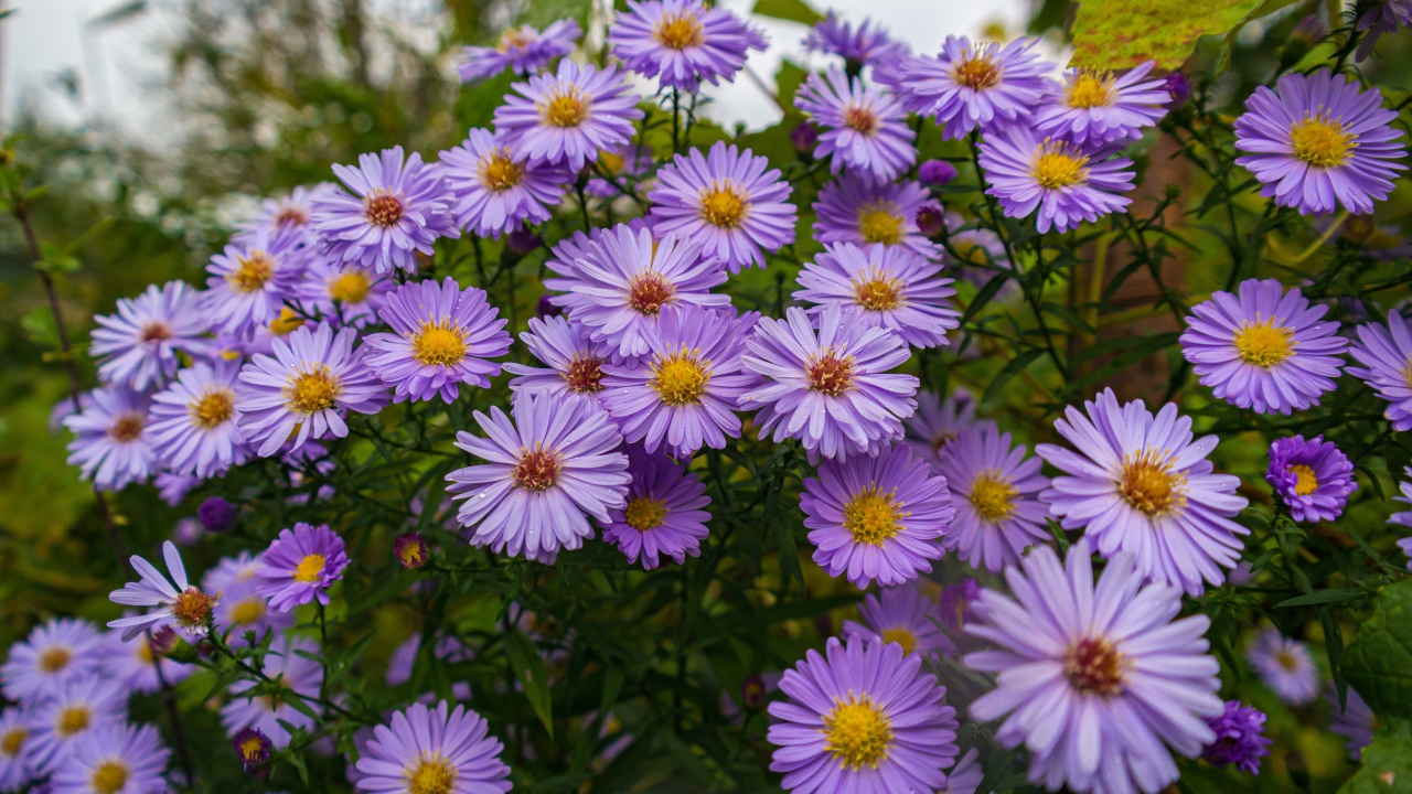 Фиолетовые цветы сентябринка на клумбе осенью 