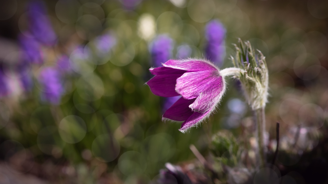 Фиолетовый цветок морозник в лучах солнца крупным планом