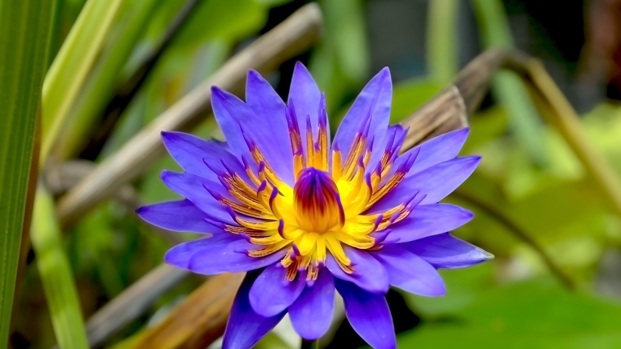 Фиолетовый цветок лотоса в зеленых листьях крупным планом