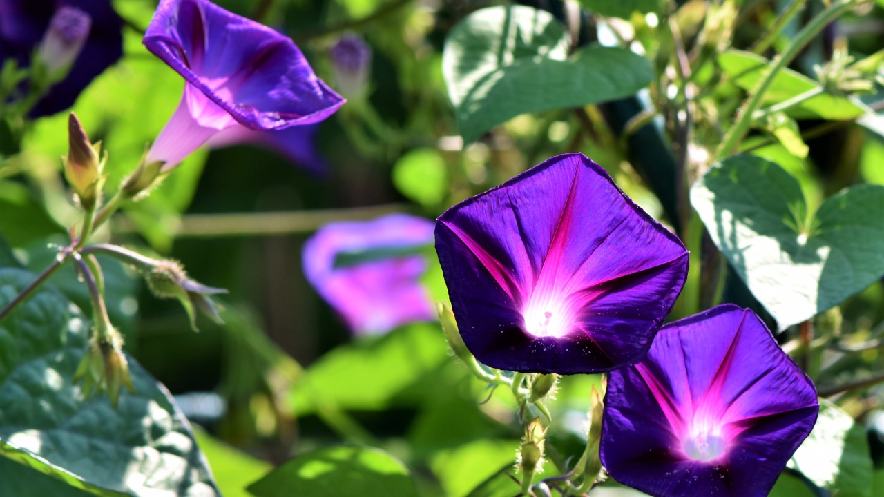 Фиолетовые цветы ипомеи в лучах солнца крупным планом