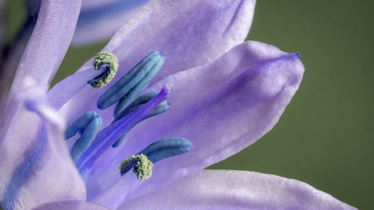 Фиолетовый цветок тюльпана крупным планом 