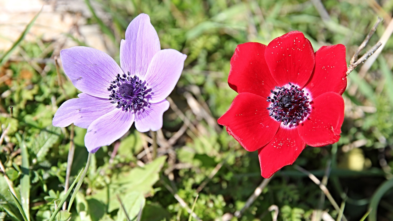 Красный и сиреневый цветок анемоны в траве