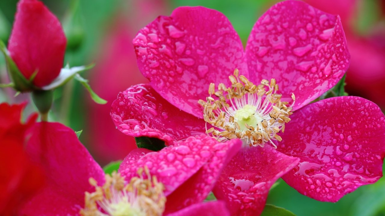 Красная распустившаяся роза в каплях росы