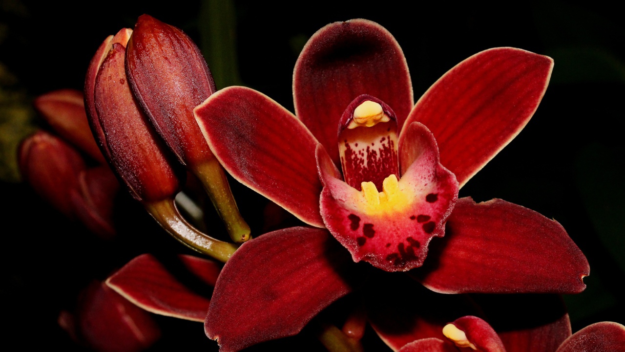 Красные экзотические орхидеи с бутонами на черном фоне