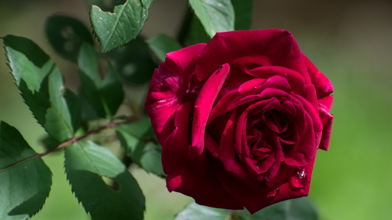 Красная садовая роза с зелеными листьями крупным планом