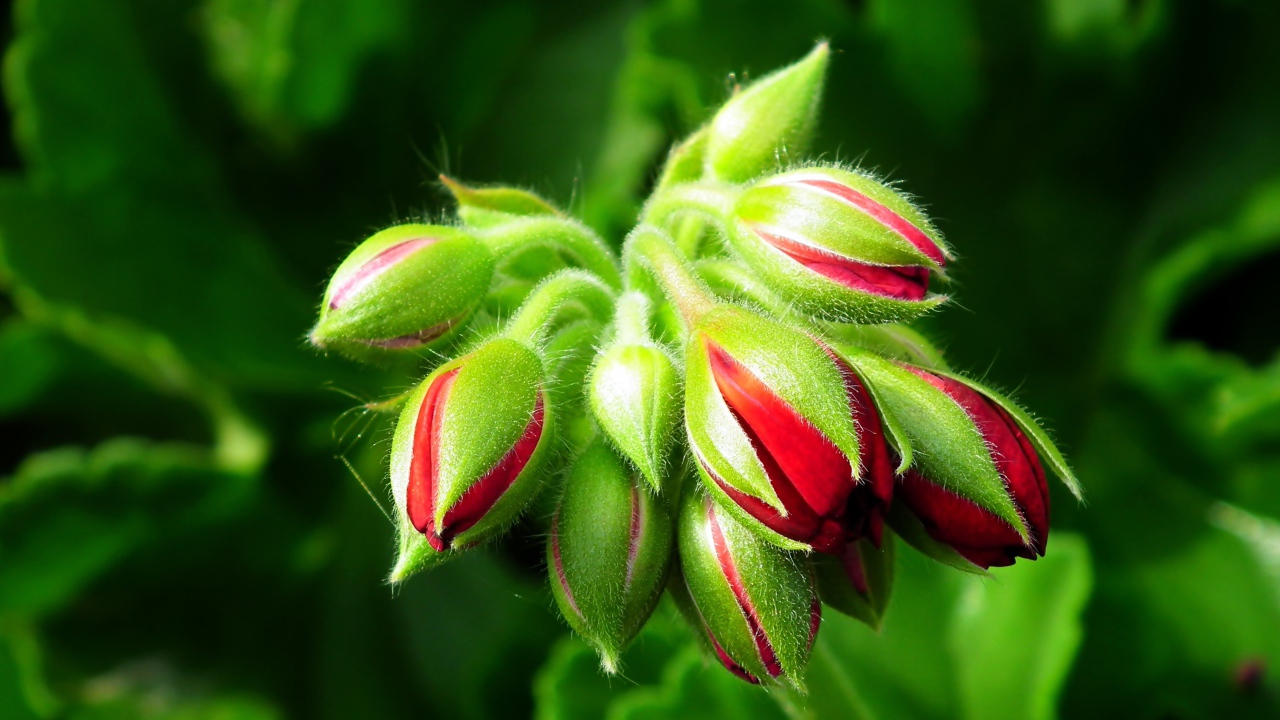 Красные цветы герани распускаются 