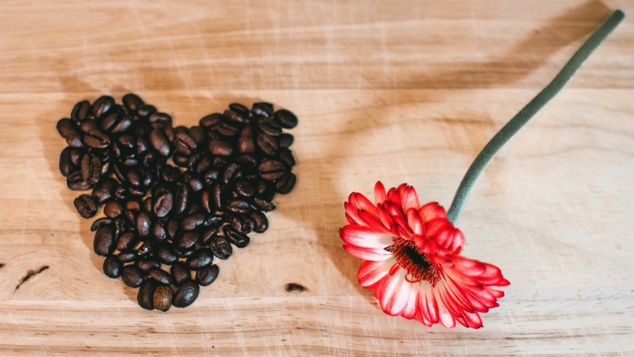 Красная гербера и сердце из кофейных зерен на столе 