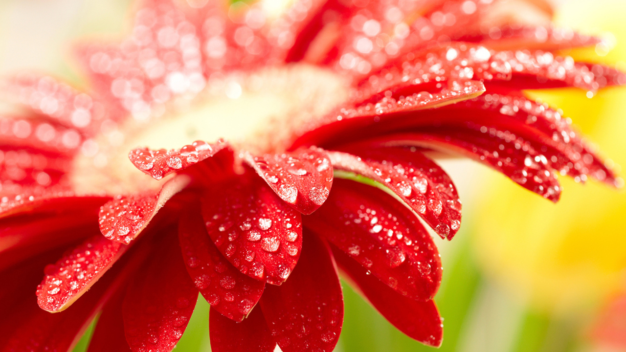 Красный цветок герберы с каплями воды на лепестках 