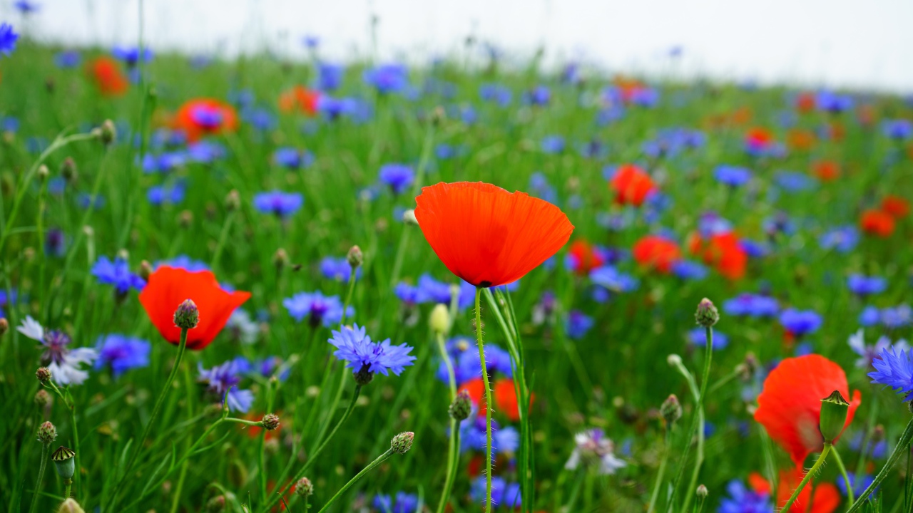 Красные маки и голубые васильки в поле 