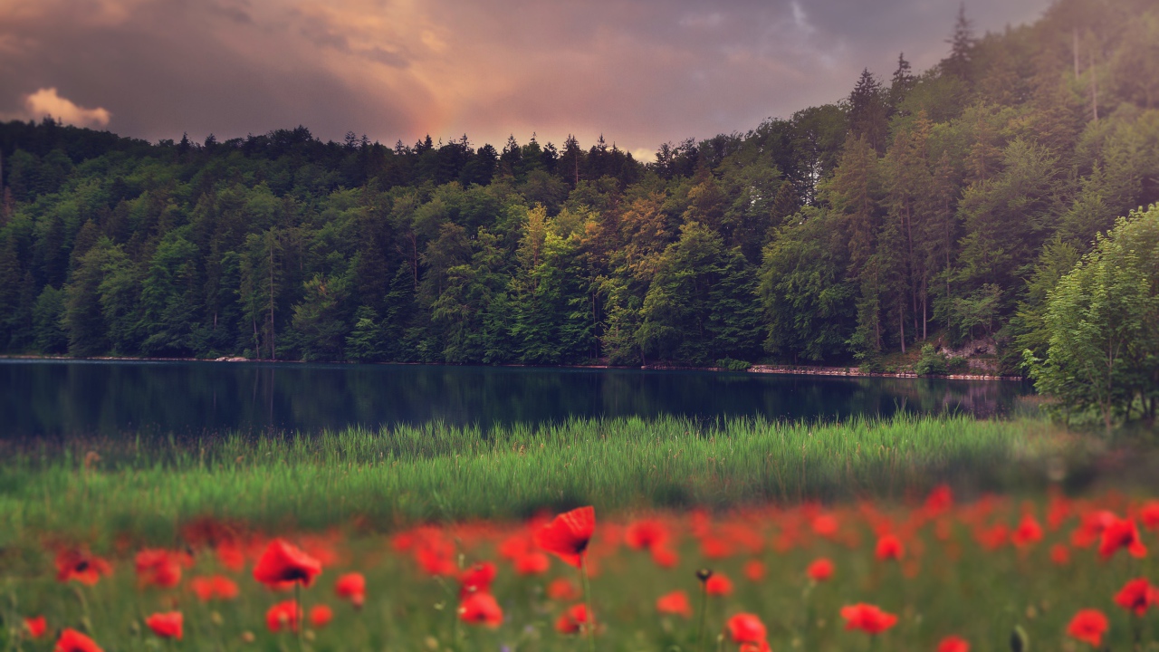 Красные маки растут на берегу лесного озера 