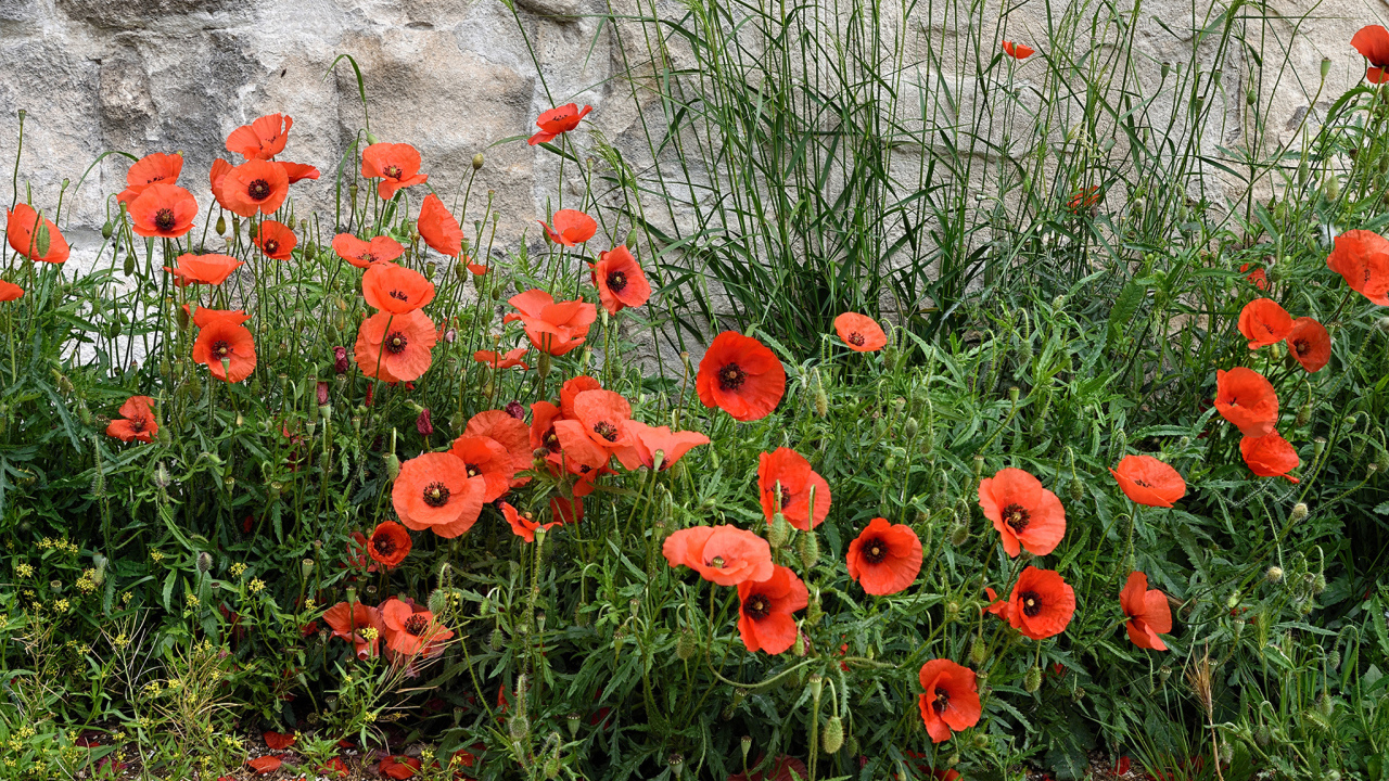 Красные маки в зеленой траве у стены 