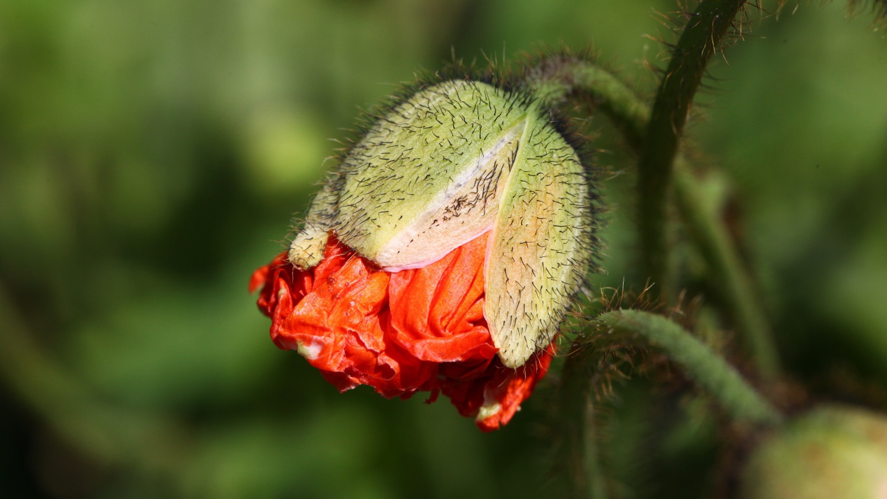 Бутон красного мака в лучах солнца