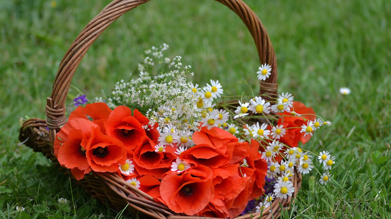 Красные цветы мака в корзине с полевыми ромашками 