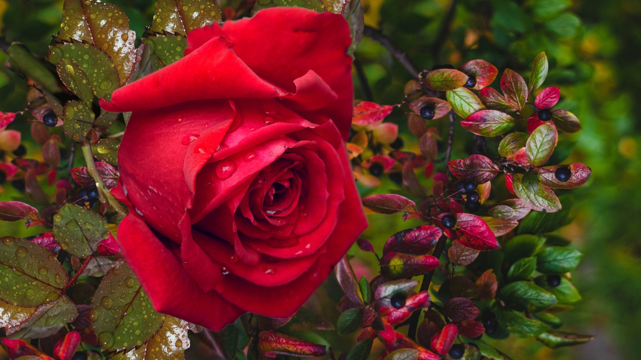 Красная роза в каплях дождя с черными ягодами