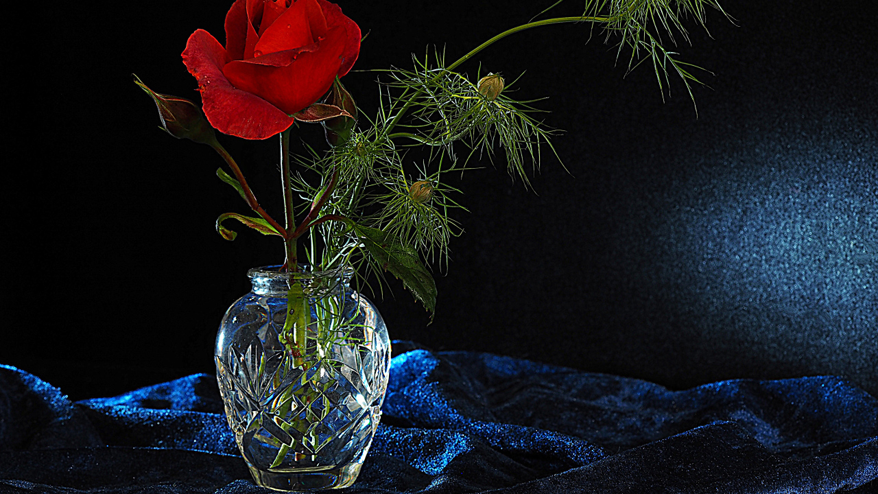 Красная роза с бутонами в стеклянной вазе на черном фоне