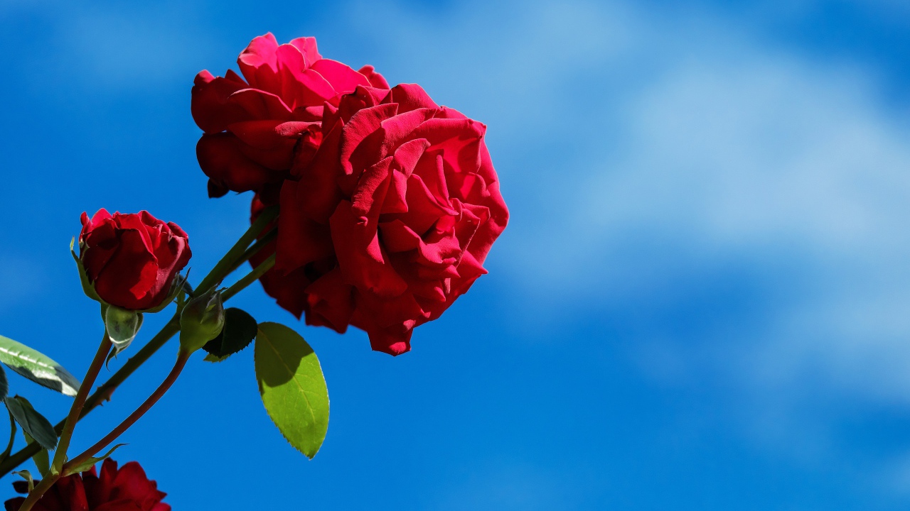 Red roses with buds on a blue sky background