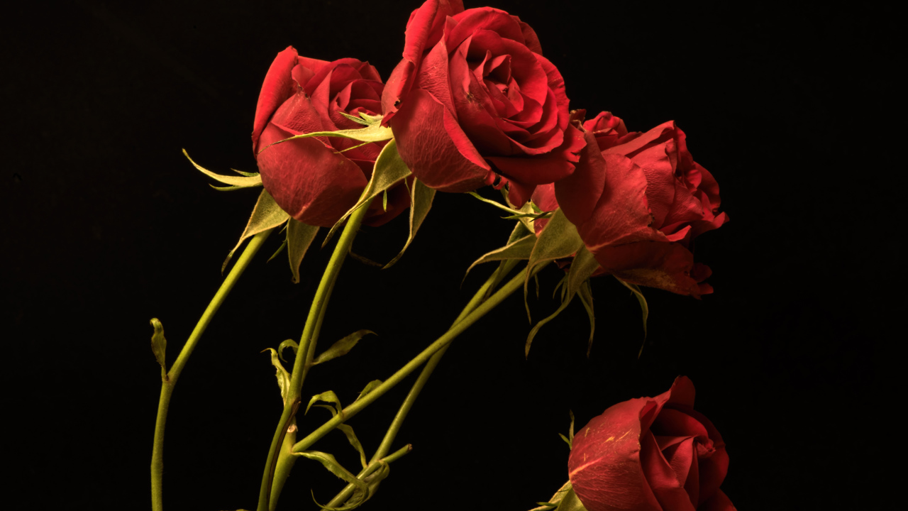 Красные маленькие розы на черном фоне