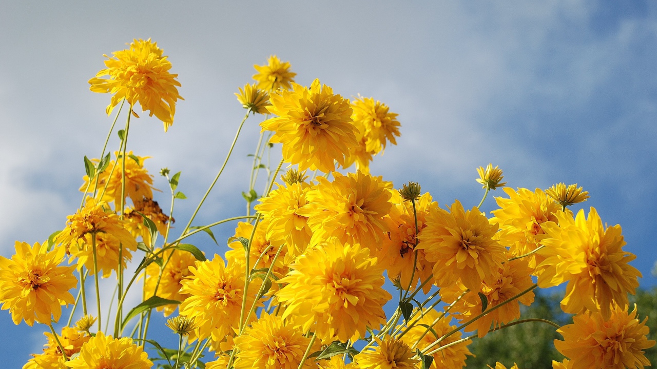 Рудбекия золотые шары на фоне неба