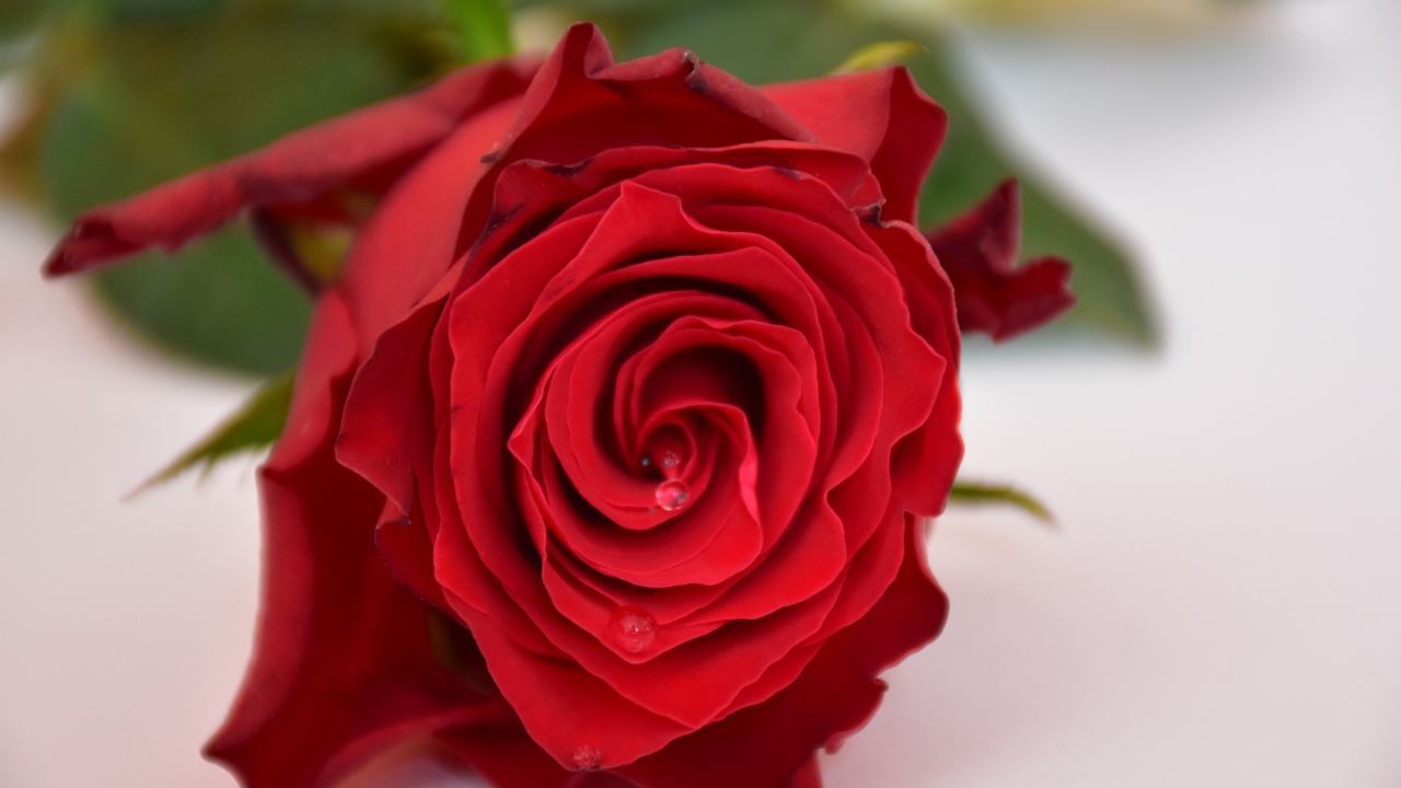 Алая роза в каплями росы на белом столе 