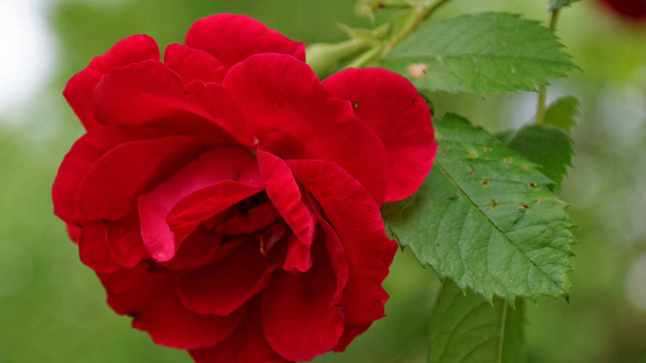 Алая роза с зелеными листьями крупным планом