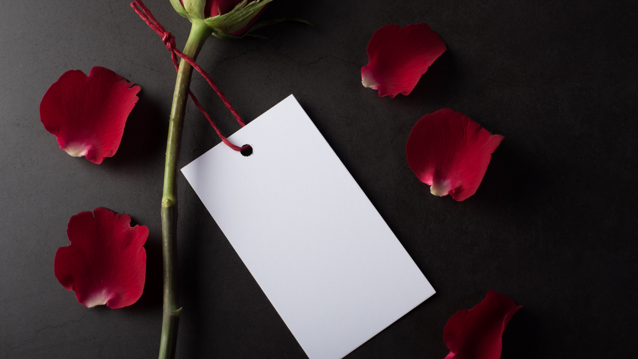 Лист бумаги, роза и лепестки на сером фоне
