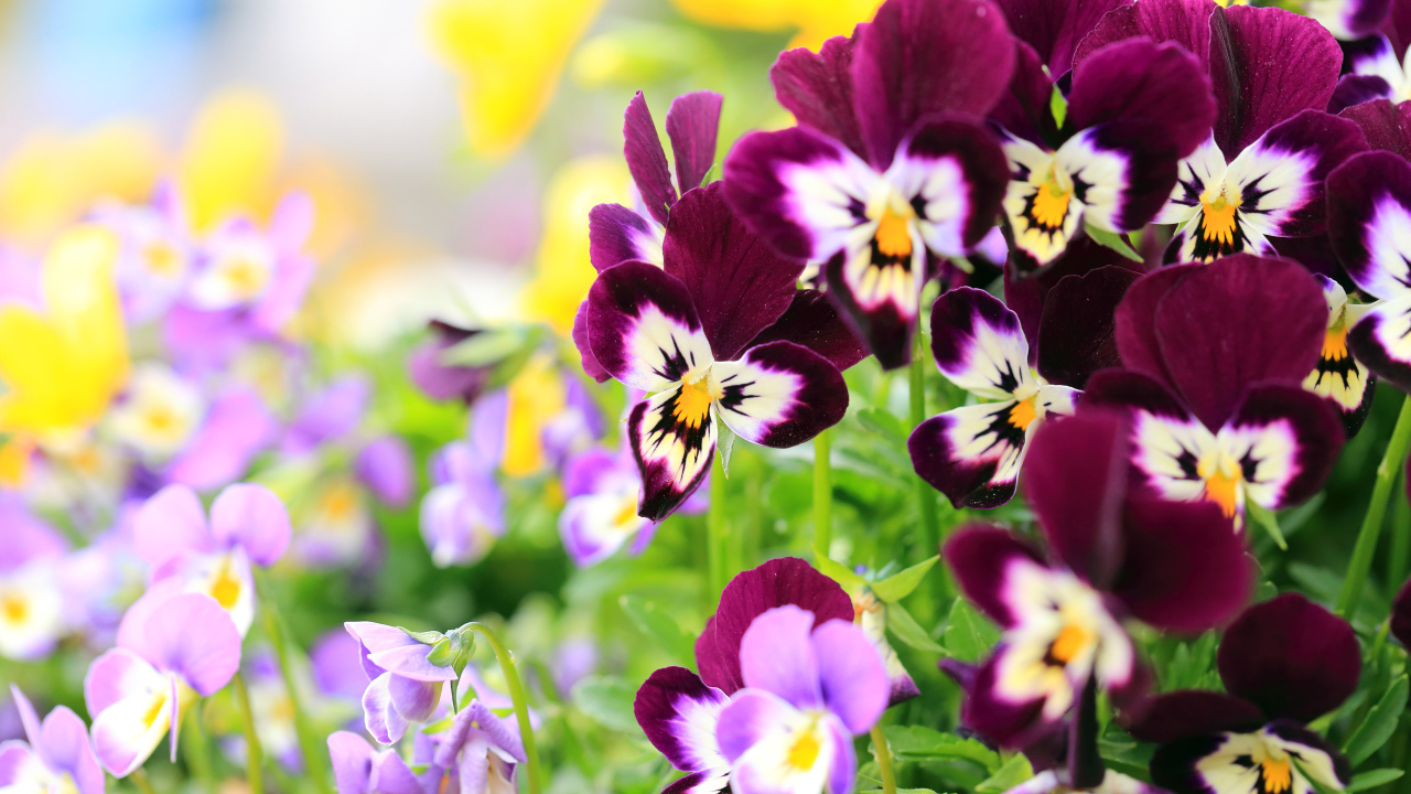 Маленькие цветы анютины глазки крупным планом 