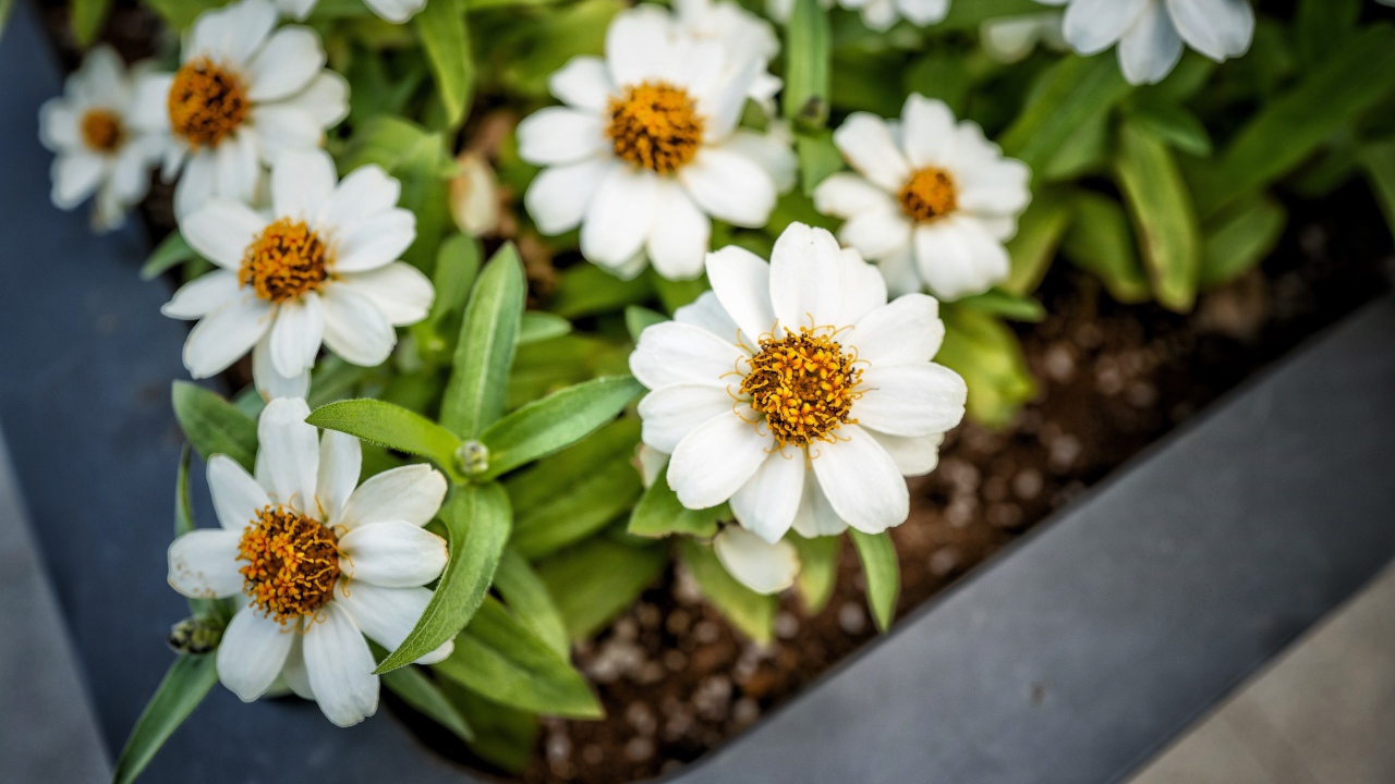 Маленькие белые цветы в кашпо на окне