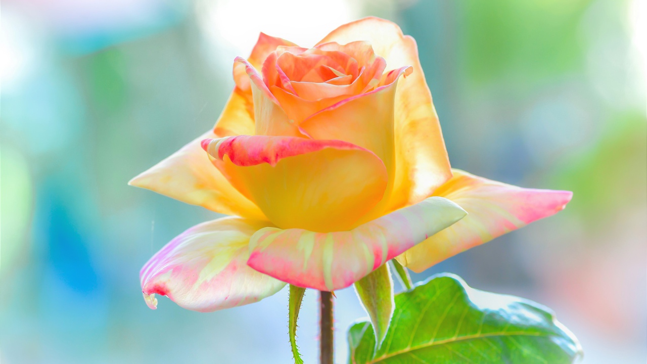 Нежная красивая роза с лепестками крупным планом