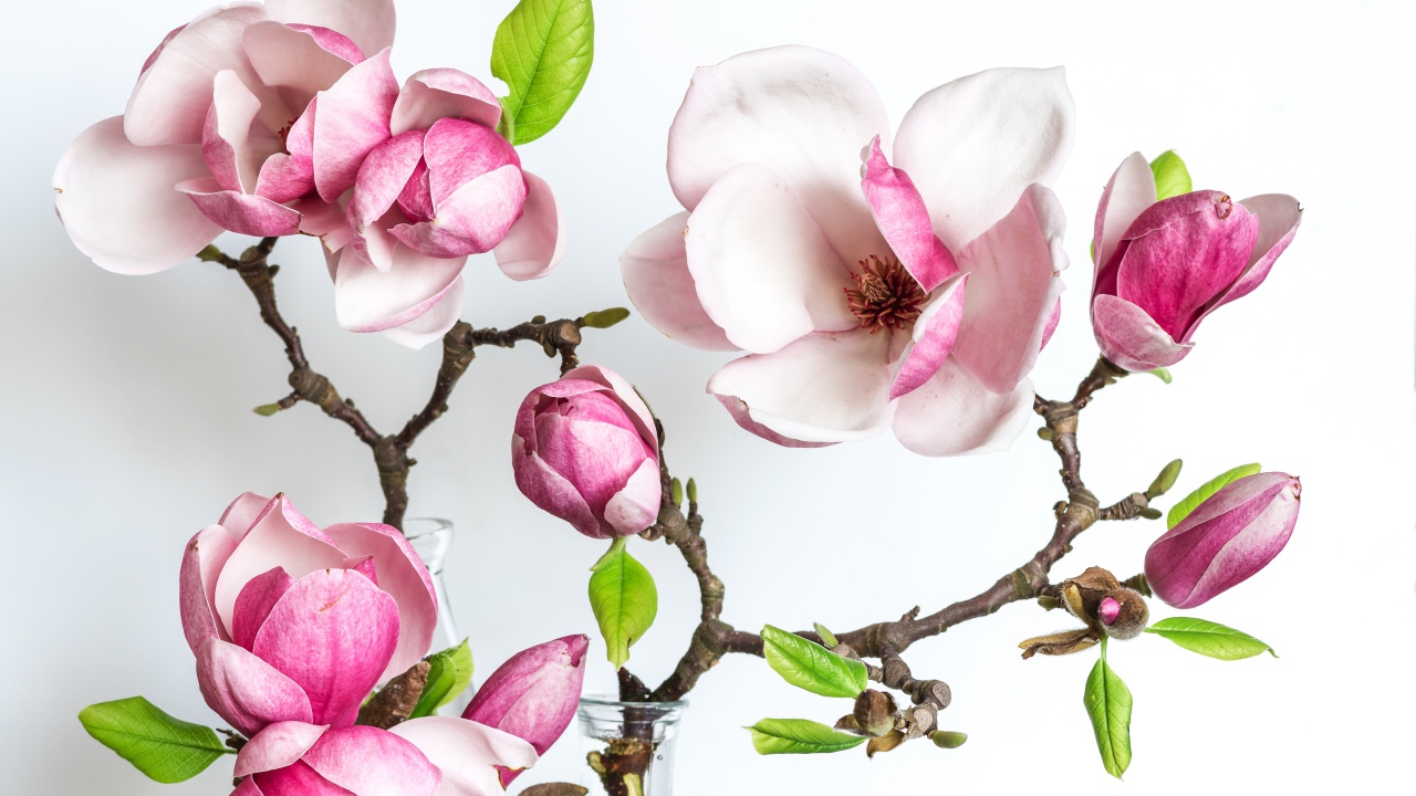 Нежные розовые цветы магнолии с бутонами на белом фоне