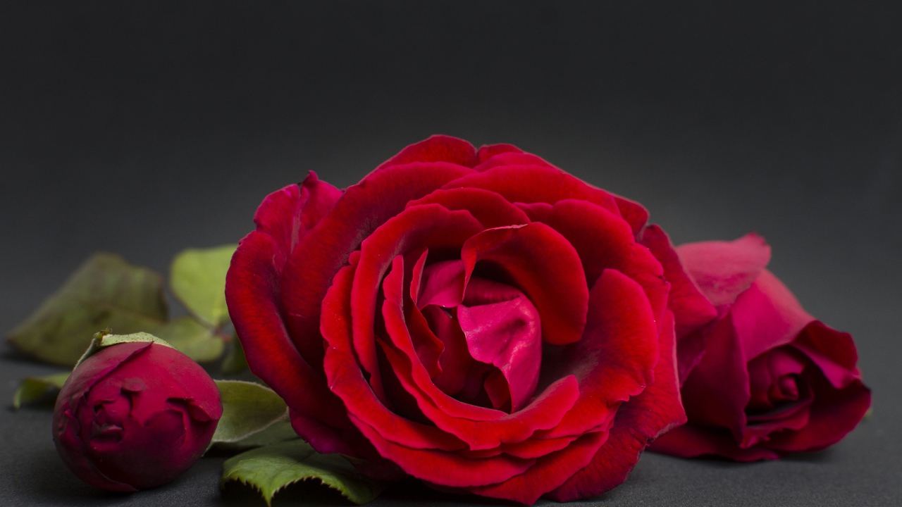 Три красные розы на сером фоне