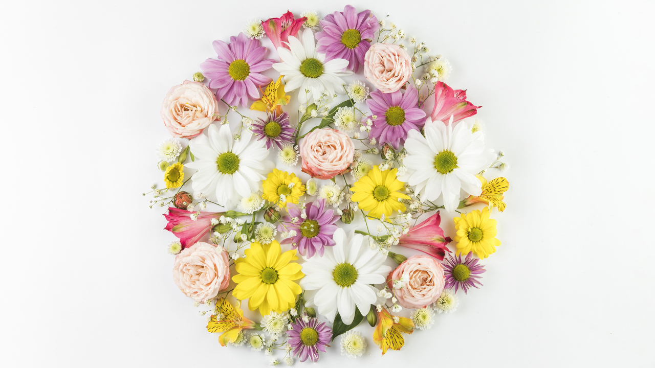 Сорванные цветы на белом фоне