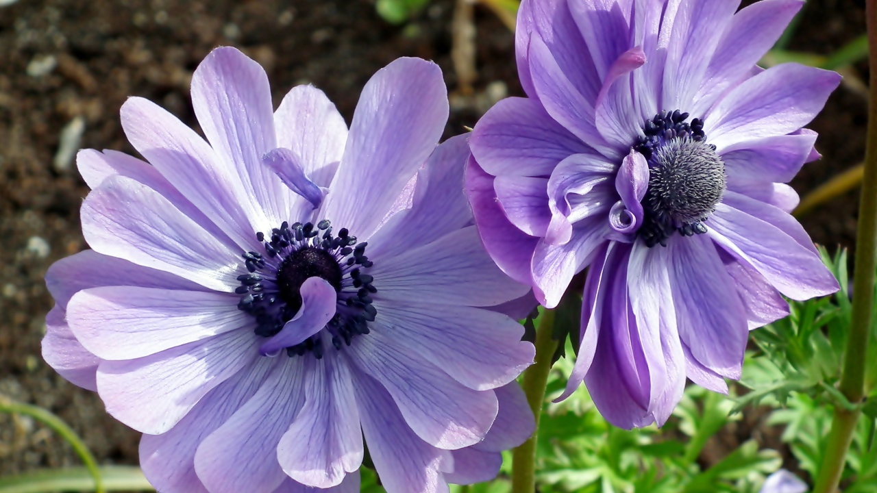 Два синих цветка анемоны в лучах солнца на клумбе