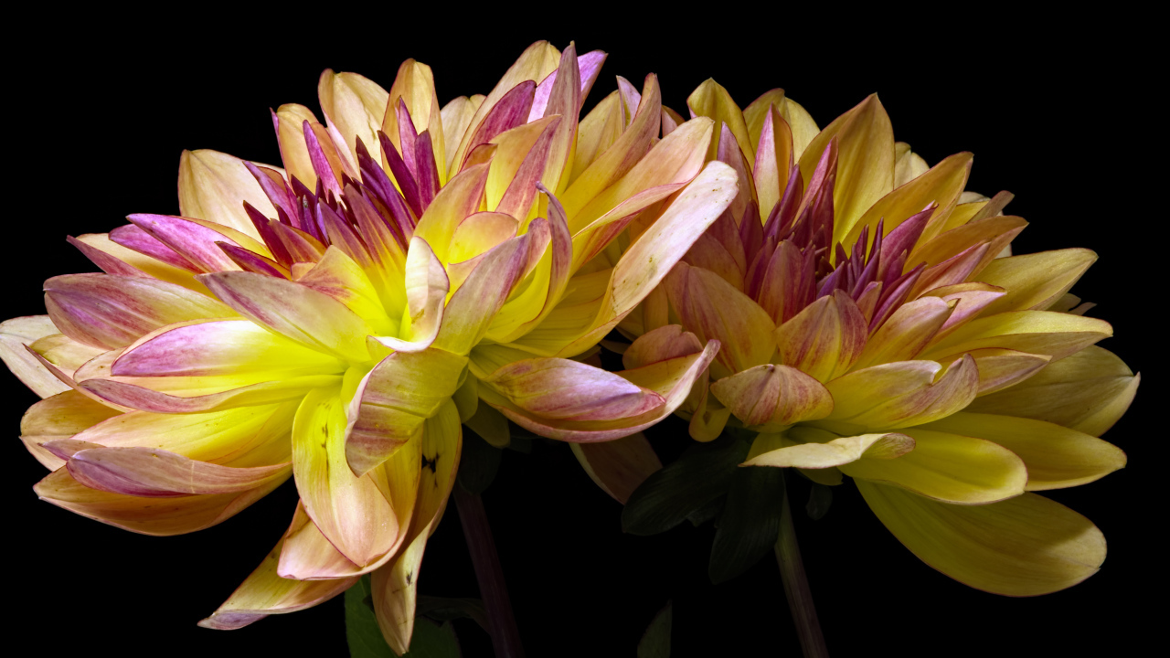 Два цветка георгины на черном фоне крупным планом