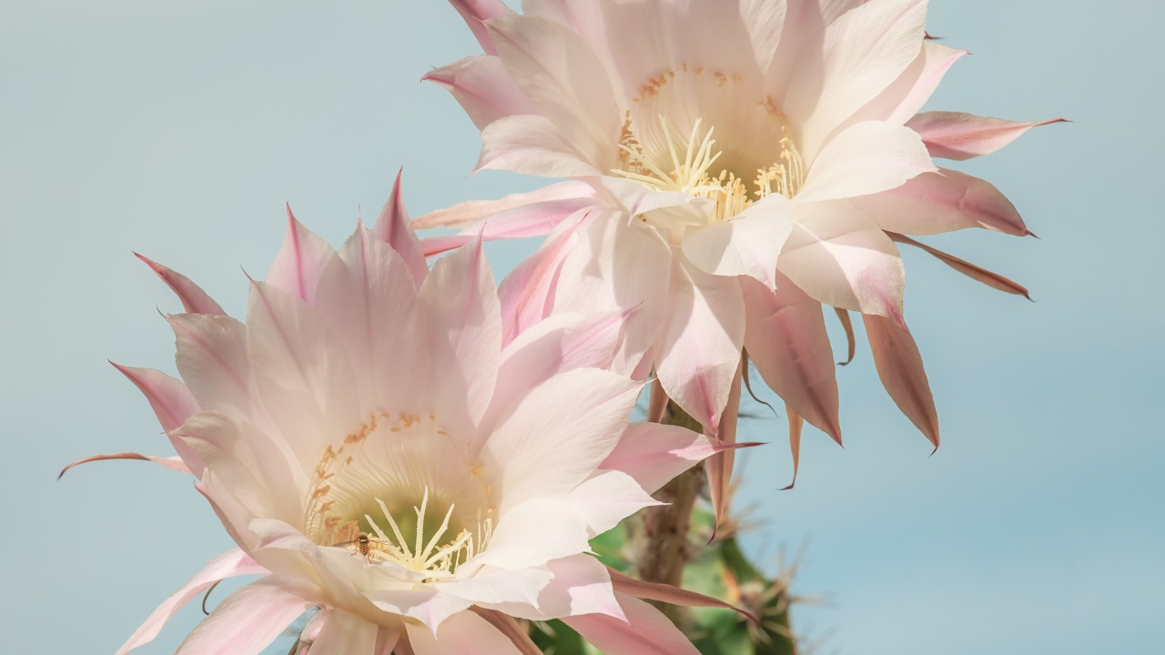 Два нежных розовых цветка кактуса на голубом фоне