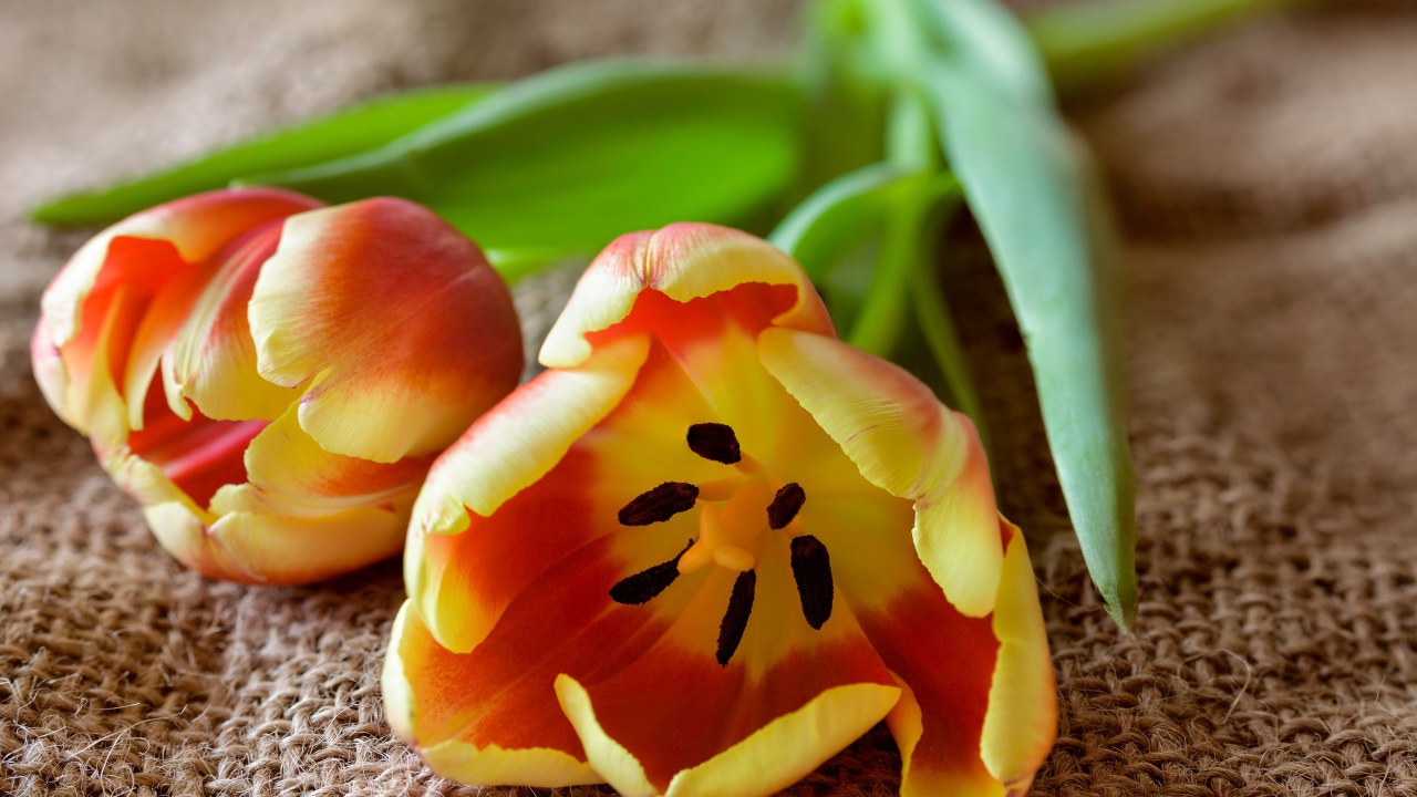 Два оранжевых тюльпана с зелеными лепестками на столе 