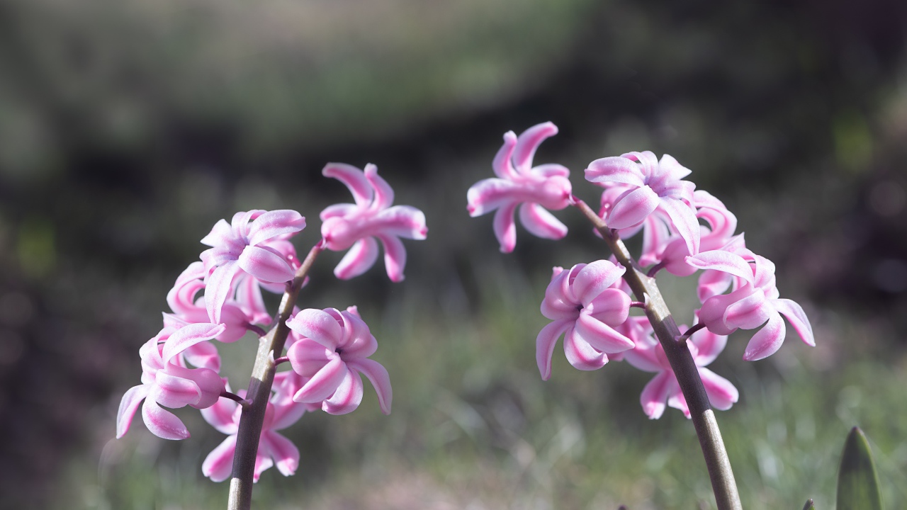Два розовых цветка гиацинта в лучах солнца 