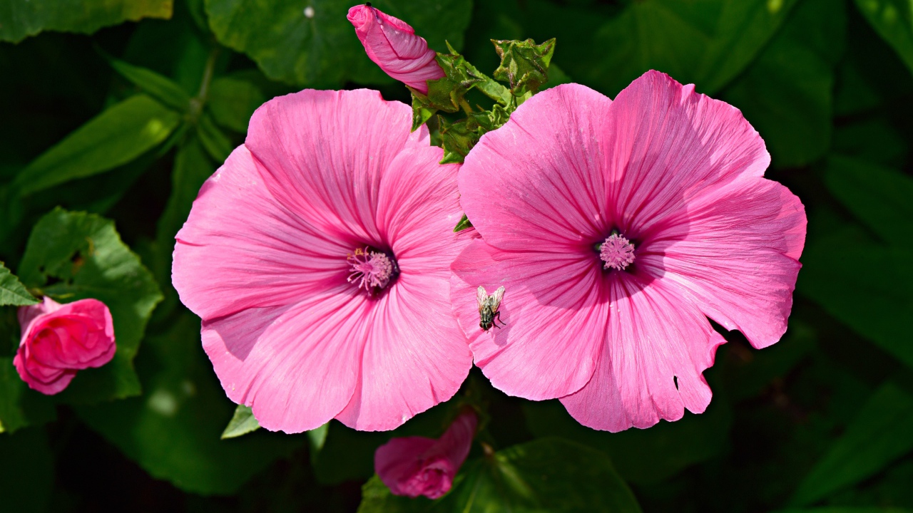 Два розовых цветка мальвы с бутонами в саду 
